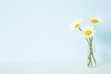 Fresh, white daisies in vase on table. Wild flowers. Soft light color. Greeting card. Mockup for positive idea. Empty place for inspirational, emotional, sentimental text or quote at pastel blue wall.