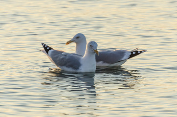 Möwen - Wir sind ein Paar