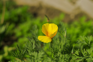 The flowers are orange escholzia in the garden