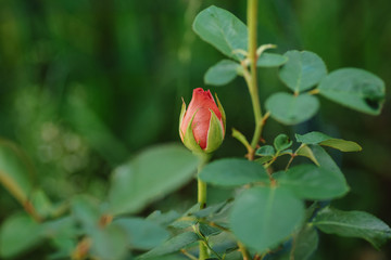 Buds of a rose