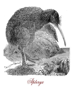 Vintage engraving of Kiwi or Apterix australis, flightless birds native to New Zealand. The greek-derived name means "wingless".