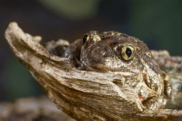 Pelobates fuscus, garlic toad, common  spadefoot