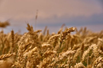 Fototapeta premium field of ripe wheat