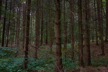 Naklejka premium coniferous forest, tree trunks