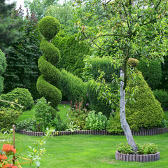 Shorn ornamental plants in a garden