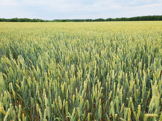 Wheat field. Summer.