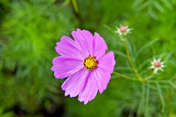 Obraz premium close up pink cosmos with green garden with copy space