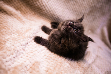 beautiful dark kitten on a white background maine coon