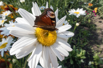 Obraz premium bright colorful butterfly resting on a flower