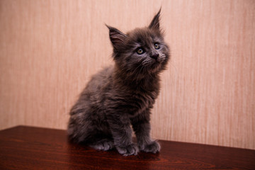 Obraz premium beautiful dark kitten is played Maine Coon