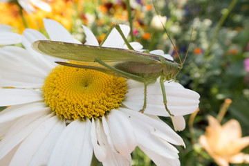 bright colorful butterfly resting on a flower