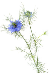 Jungfer im Grünen (Nigella damascena)