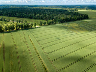 drone image. aerial view of rural area with green cultivated fields