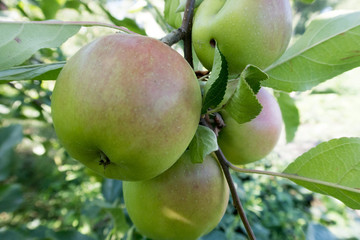 green apples on a branch