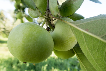 green apples on a branch