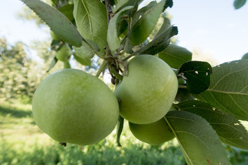 green apples on a branch