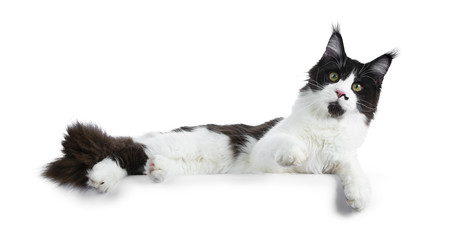 Gorgeous black and white young adult Maine Coon girl  laying down side ways looking playful in lens isolated on white background with one paw lifted in air