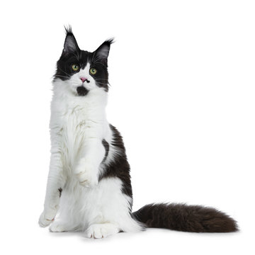 Gorgeous playful black and white young adult Maine Coon girl sitting on back paws isolated on white background with huge tail beside body