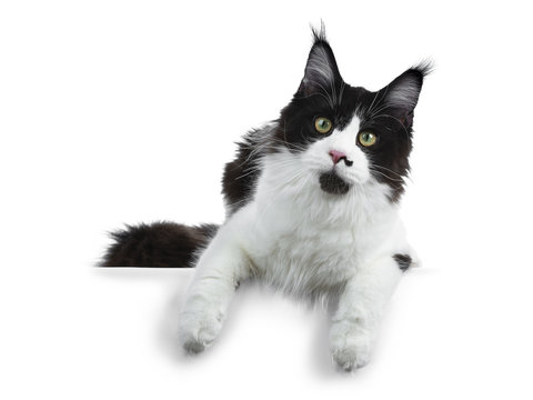 Gorgeous funny black and white young adult Maine Coon girl laying down looking playful in lens isolated on white background with paws hanging over edge
