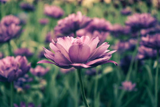 Flowers, Pink Lavender Tulips in garden with blurred green background