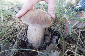  forest fungus under the sun