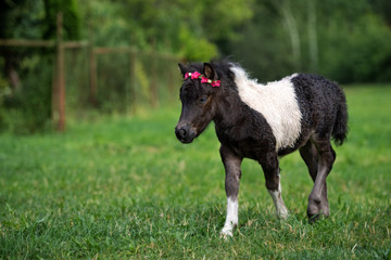 shetland pony foal in a flower crown walking in summer