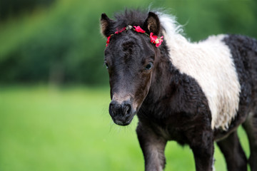 Obraz premium adorable shetland pony foal with a flower crown