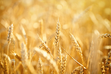 Fototapeta premium Wheat field. Rural Scenery under Shining Sunlight. A background of the ripening wheat. Rich harvest.
