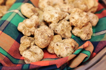 tartufi tuberi pregiati