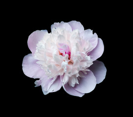 Pink peony on a black background