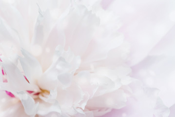 Fototapeta na wymiar Pink peony flower close-up as a background