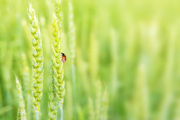 Lady bug on ears of wheat