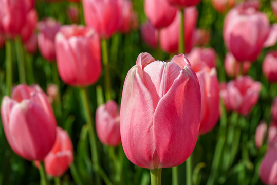 Pink Tulip with many Pink Tulips in Background