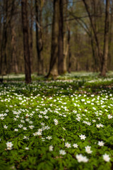 Anemone nemorosa flower in the forest in the sunny day. Wood anemone, windflower, thimbleweed. Fabulous green forest with  white flowers. Beautiful summer forest landscape.