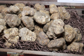 tartufi tuberi pregiati