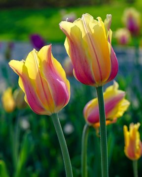 Close-up of Pink and Yellow Tulips with colorful blurred background