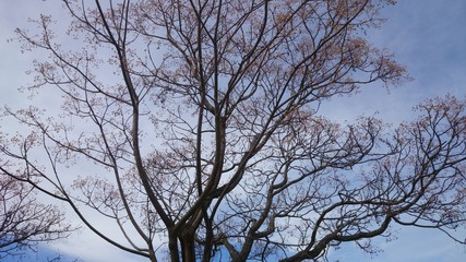 el árbol al amanecer 
