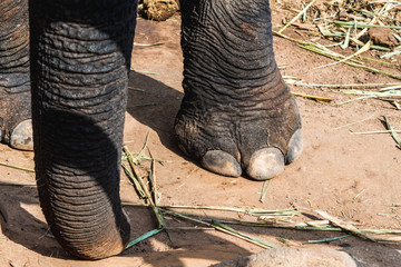 Elephant's Feet