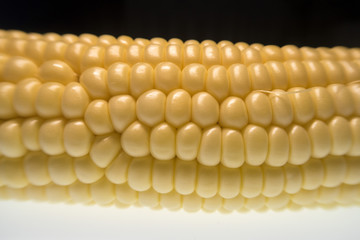 bright yellow corn on white background
