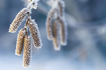 Naklejka premium Hazel catkins covered with hoarfrost, winter season