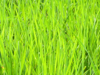 Fototapeta na wymiar Vivid green grass close-up. Fresh bright nature background