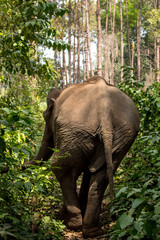 Fototapeta premium Elephant's ass