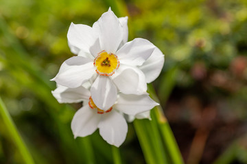 White flowers (Narcisus poeticus) in the garden