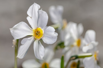 White flowers (Narcisus poeticus) on the gray background