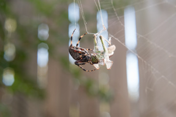 Spider eating cricket