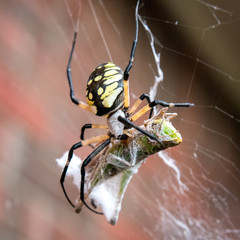 Garden spider eating grasshopper