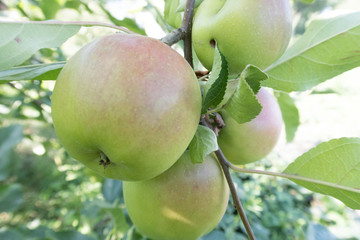 green apples on a tree