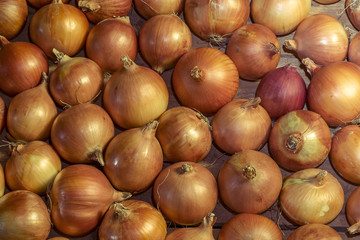 Homegrown onions  on a wooden table