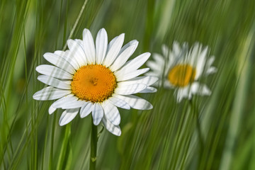 Wild daisies in grass on a meadow