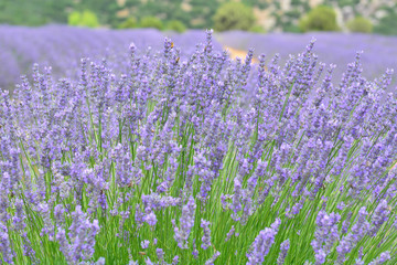 Naklejka premium Lavanta